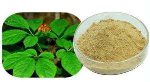 人參苗 人參葉提取物