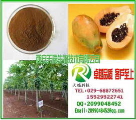 番木瓜粉 中國(guó)西安 天瑞生物 植物提取物