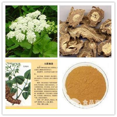 獨活提取物在寧夏地區的發展與應用